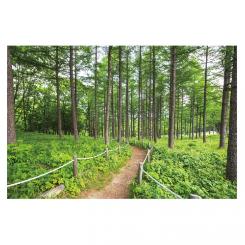 [키즈디자인] 숲속배경현수막 4056