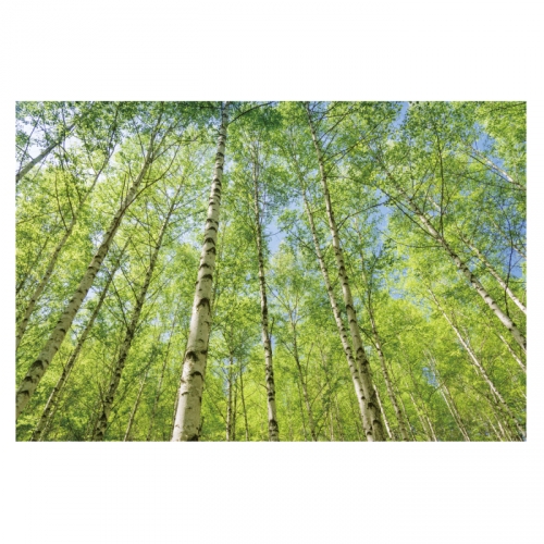 [키즈디자인] 숲속배경현수막 4057