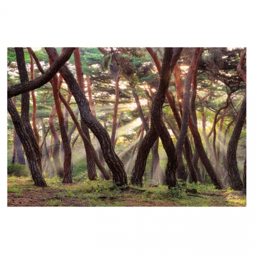 [키즈디자인] 숲속배경현수막 4059