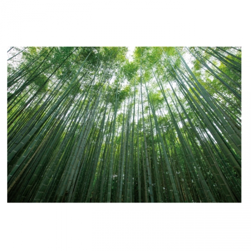 [키즈디자인] 숲속배경현수막 4061 대나무숲