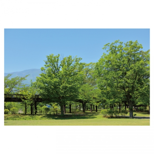 [키즈디자인] 숲속 들판 배경현수막 4088 잔디