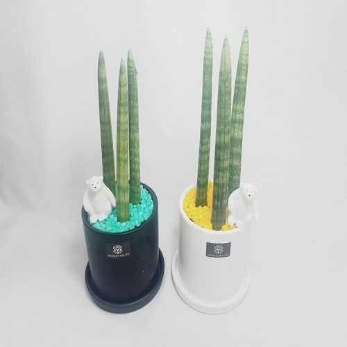 스투키식물화분심기(1인용)