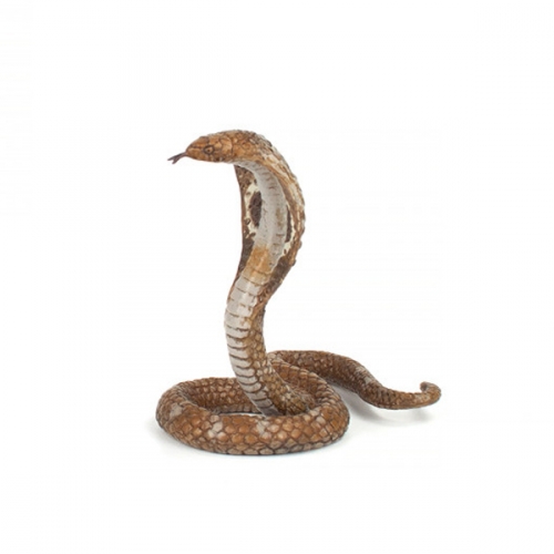파포 킹코브라