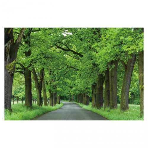 [키즈디자인] 숲속배경현수막 6107
