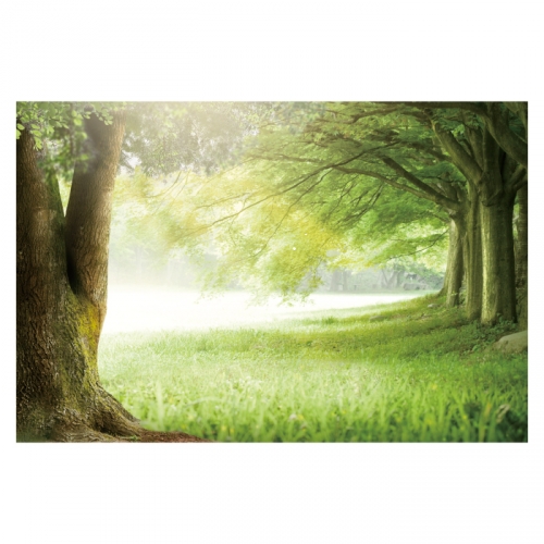 [키즈디자인] 숲속배경현수막 6119 큰나무