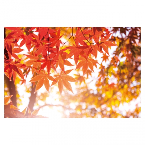 [키즈디자인] 가을배경현수막 6135 단풍