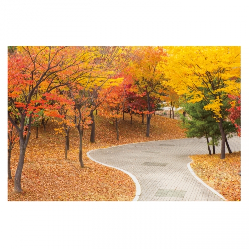 [키즈디자인] 가을배경현수막 6137 단풍 숲속