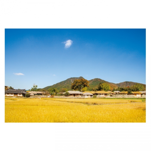 [키즈디자인] 가을배경현수막 6141 들녁 벼 초가집
