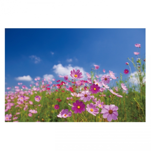 [키즈디자인] 가을배경현수막 6146 코스모스 하늘