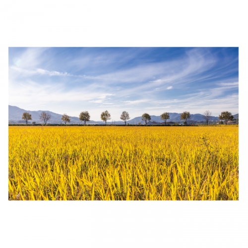 [키즈디자인] 가을배경현수막 6153 들녁 벼