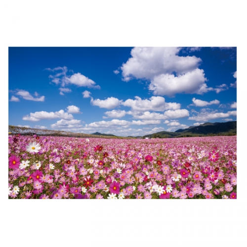 [키즈디자인] 가을배경현수막 6154 코스모스 가을하늘