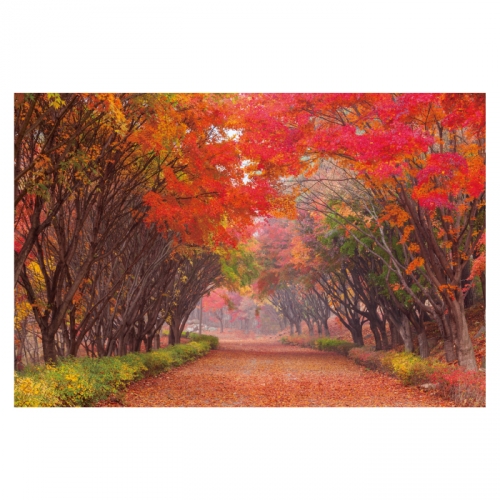 [키즈디자인] 가을배경현수막 6155 단풍 숲속배경