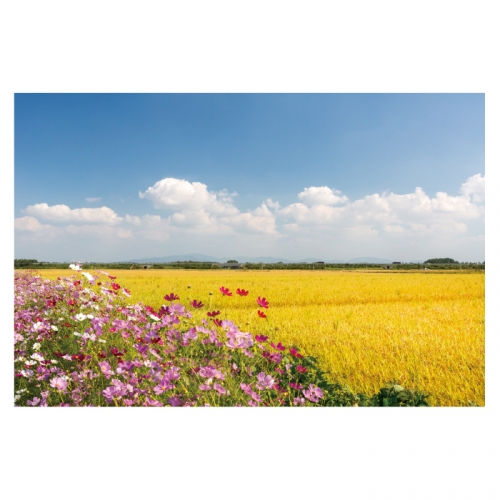 [키즈디자인] 가을배경현수막 6161 들녁 황금들판 코스모스
