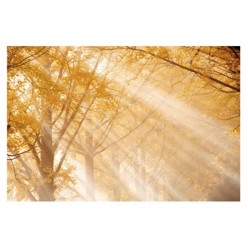 [키즈디자인] 가을배경현수막 6162 은행나무