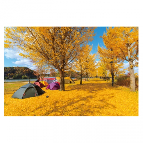 [키즈디자인] 가을배경현수막 6174 캠핑현수막 은행나무