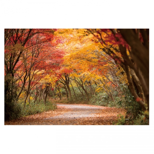 [키즈디자인] 가을배경현수막 6183 단풍 숲속배경