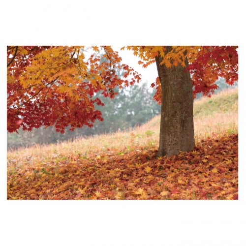[키즈디자인] 가을배경현수막 6191 단풍나무