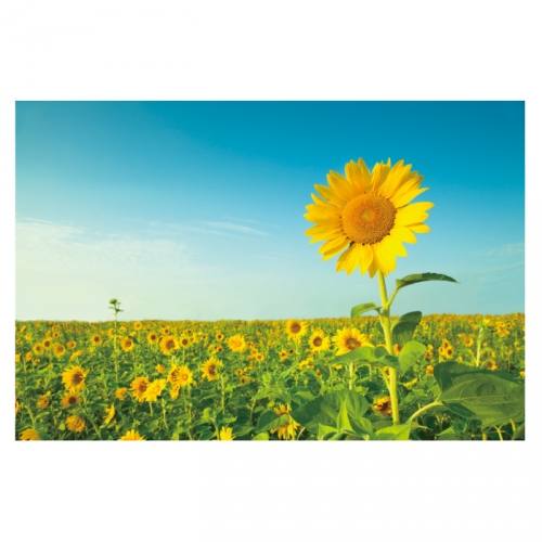 [키즈디자인] 가을배경현수막 6193 해바라기