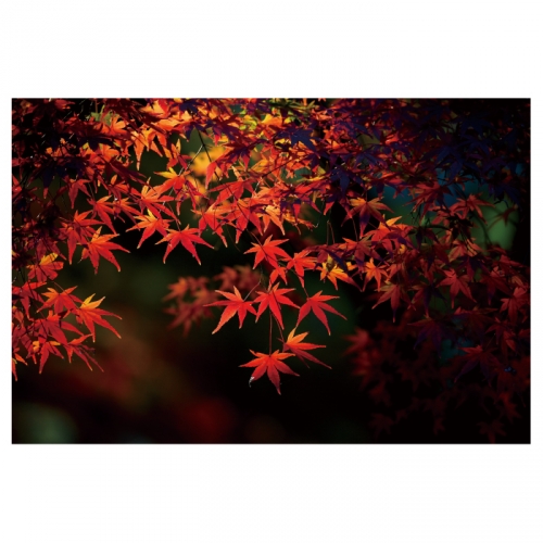 [키즈디자인] 가을배경현수막 6199 단풍