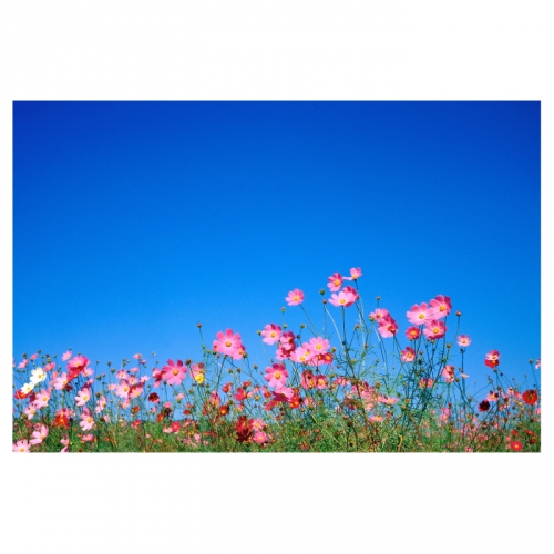 [키즈디자인] 가을배경현수막 6205 코스모스