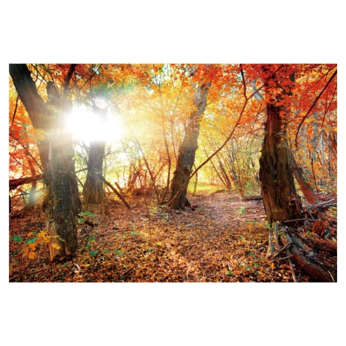 [키즈디자인] 가을배경현수막 6226 단풍 낙엽