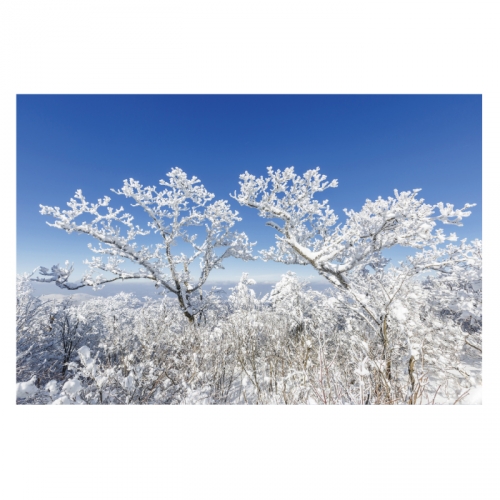 [키즈디자인] 겨울배경현수막 6270 설산 상고대