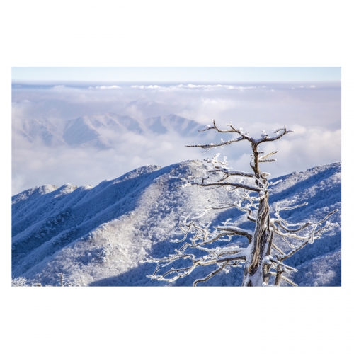 [키즈디자인] 겨울배경현수막 6271 설산 상고대