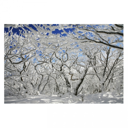 [키즈디자인] 겨울배경현수막 6272 설산 상고대