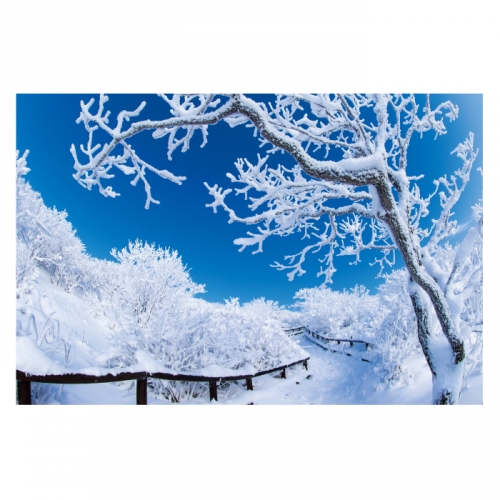 [키즈디자인] 겨울배경현수막 6277 설산 눈길 상고대
