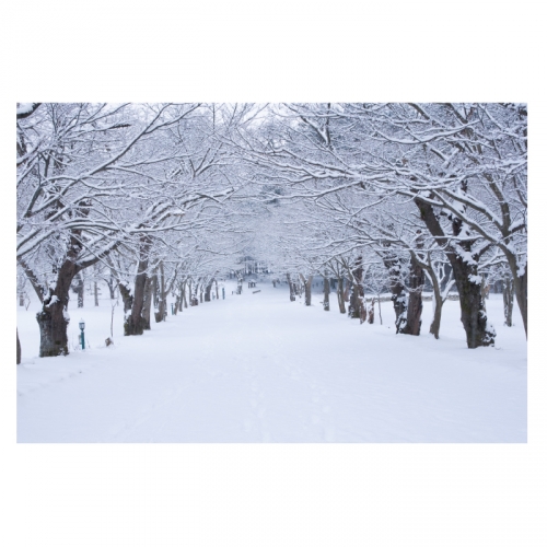 [키즈디자인] 겨울배경현수막 6300 설산 겨울숲속 눈길