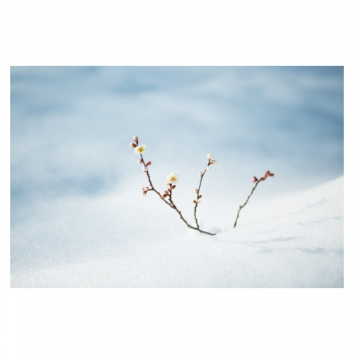 [키즈디자인] 겨울배경현수막 6303 눈밭 눈꽃
