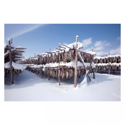 [키즈디자인] 겨울배경현수막 6313 황태덕장