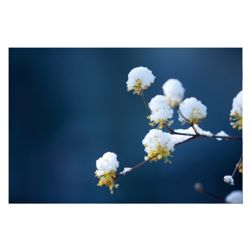 [키즈디자인] 겨울배경현수막 6325 눈꽃