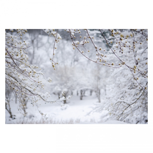 [키즈디자인] 겨울배경현수막 6326 겨울숲속