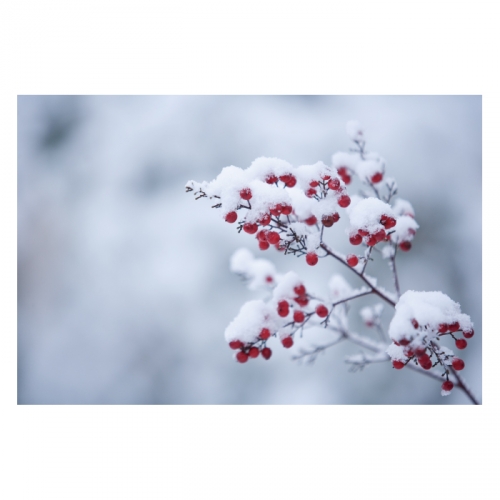 [키즈디자인] 겨울배경현수막 6327 겨울숲속 눈꽃