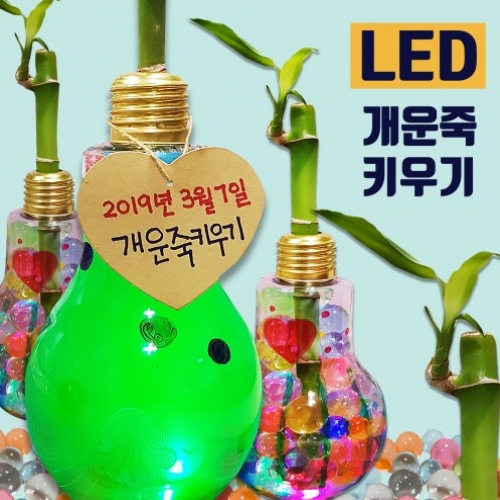 두두엠 LED 반짝반짝 개운죽 키우기 [5인세트]