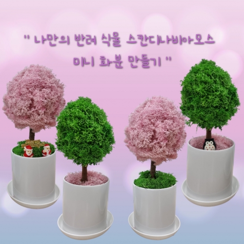 원예활동 만들기 꾸미기 스칸디나비아 모스 트리 미니 화분 만들기set