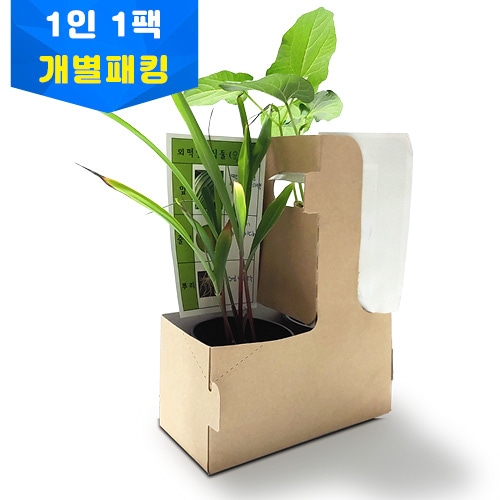 콩과옥수수 발아비교실험 개별키트 1인용키트