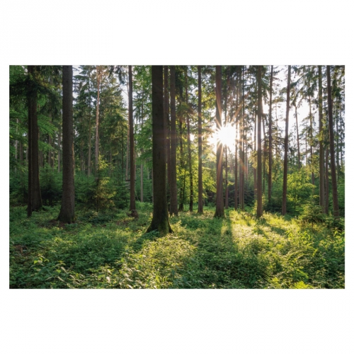 [키즈디자인] 숲속배경현수막 6365