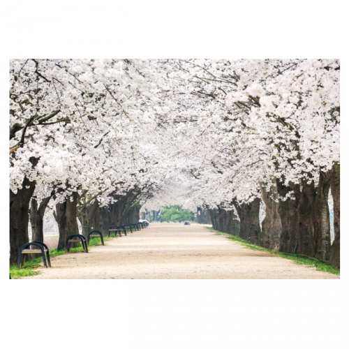[키즈디자인] 봄배경현수막 1407 벚꽃 벚꽃길