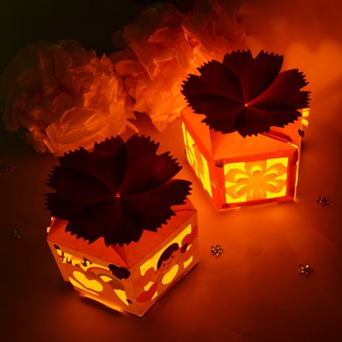 카네이션 무드박스 5set