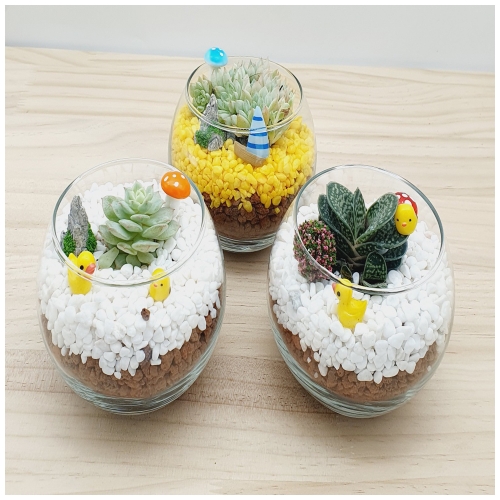 식물을 이용한 가습기테라리움(다육이)1인