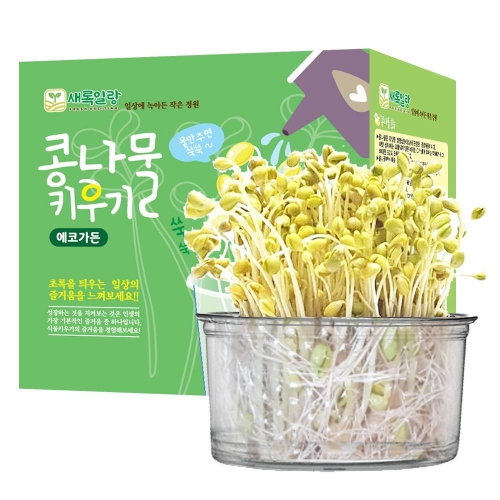 콩나물 키우기 1p 기르기 실내 재배키드