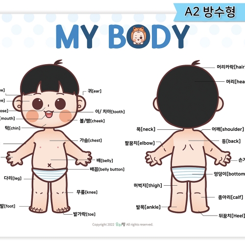 [우아띵] 우리몸 벽보 신체 인체 보건교육