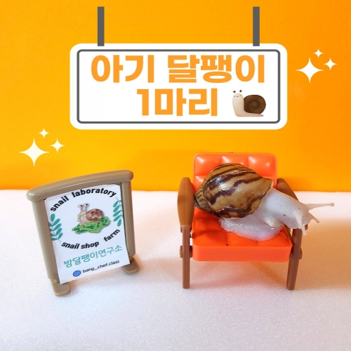 애완 달팽이 키우기 1마리, 랜덤 백와 흑와 달팽이 3~4cm