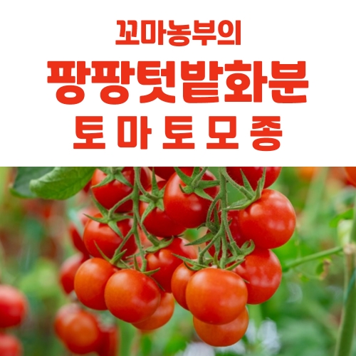 팡팡텃밭화분 + 토마토모종(1개) +추가모종