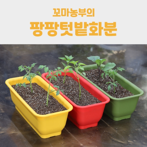 팡팡텃밭화분 + 토마토모종(1개) +추가모종