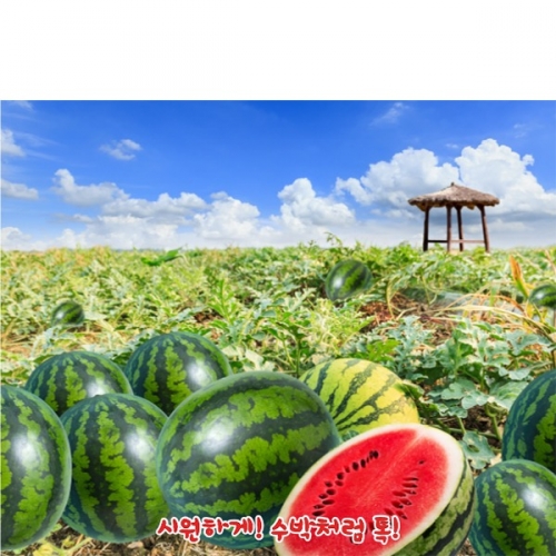 [파티붕붕] D6057 수박 현수막