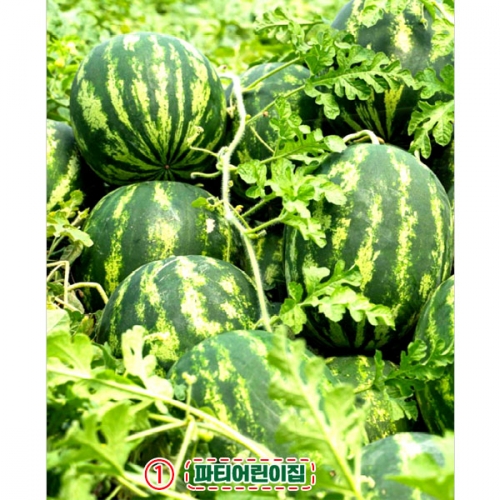 [파티붕붕] D4768 현수막 / 수박 현수막 어린이집 유치원 텃밭체험 포토존 제작
