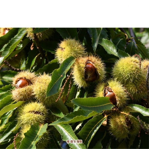 [파티붕붕]D5087 가을 현수막 / 어린이집 알밤 밤송이 현수막 유치원 가을배경 포토존 제작